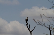08 - Kruger NP (31)-Fish Eagle